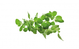 Simply Fresh Oregano-LH   Box  100 grams
